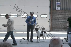 Geoff derde tussenklasse reuen