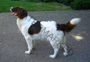Balou-aug-2013-011