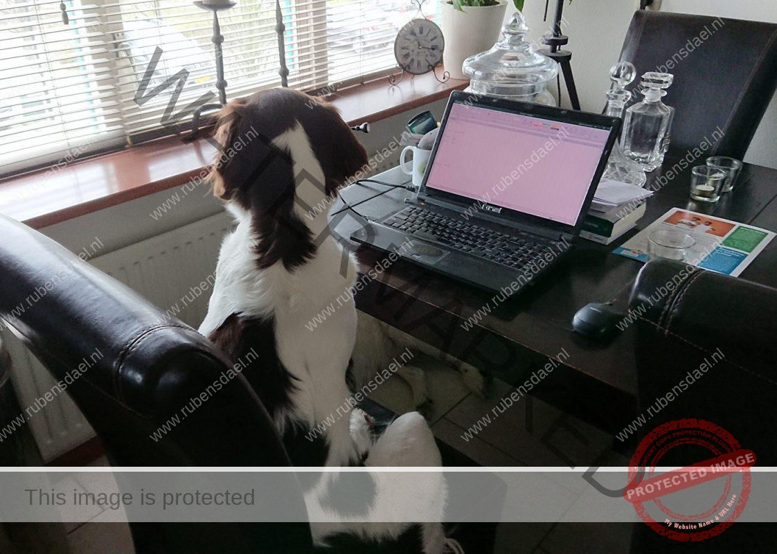 hond aan het werk