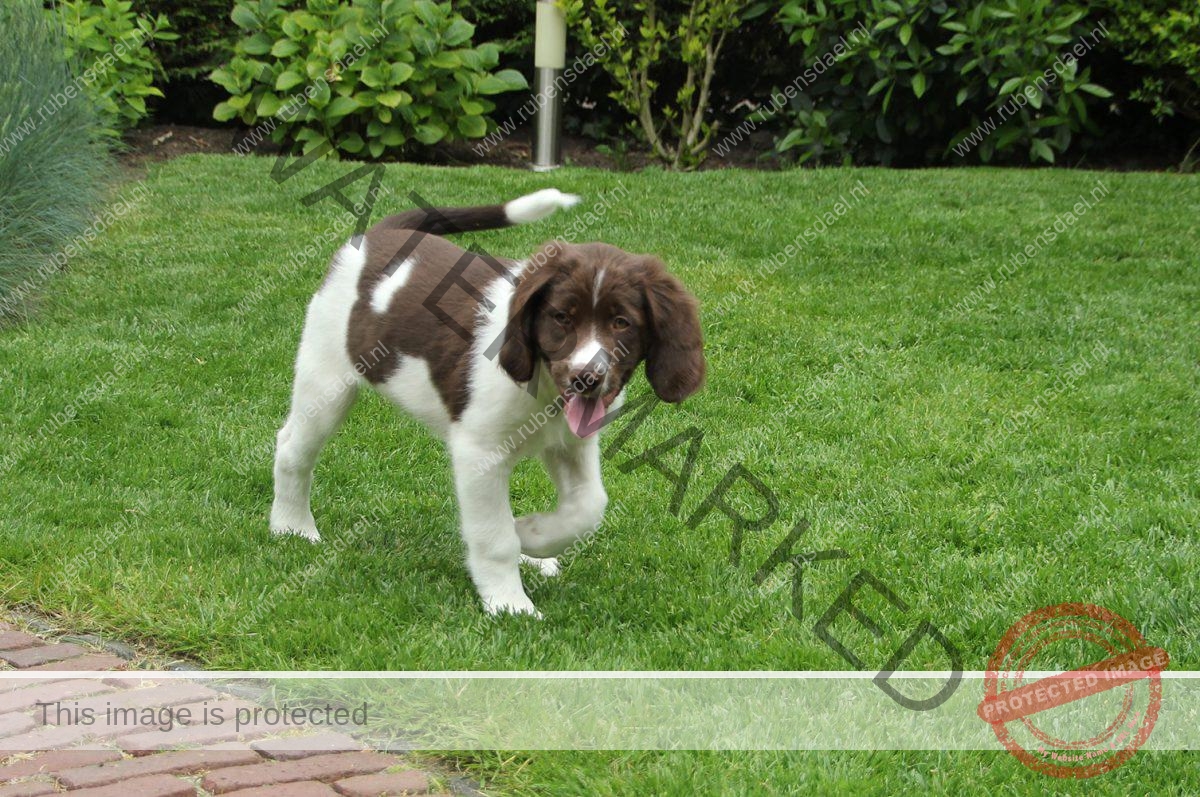 Flynn als pup