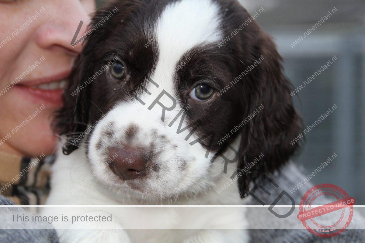 veerle als pup