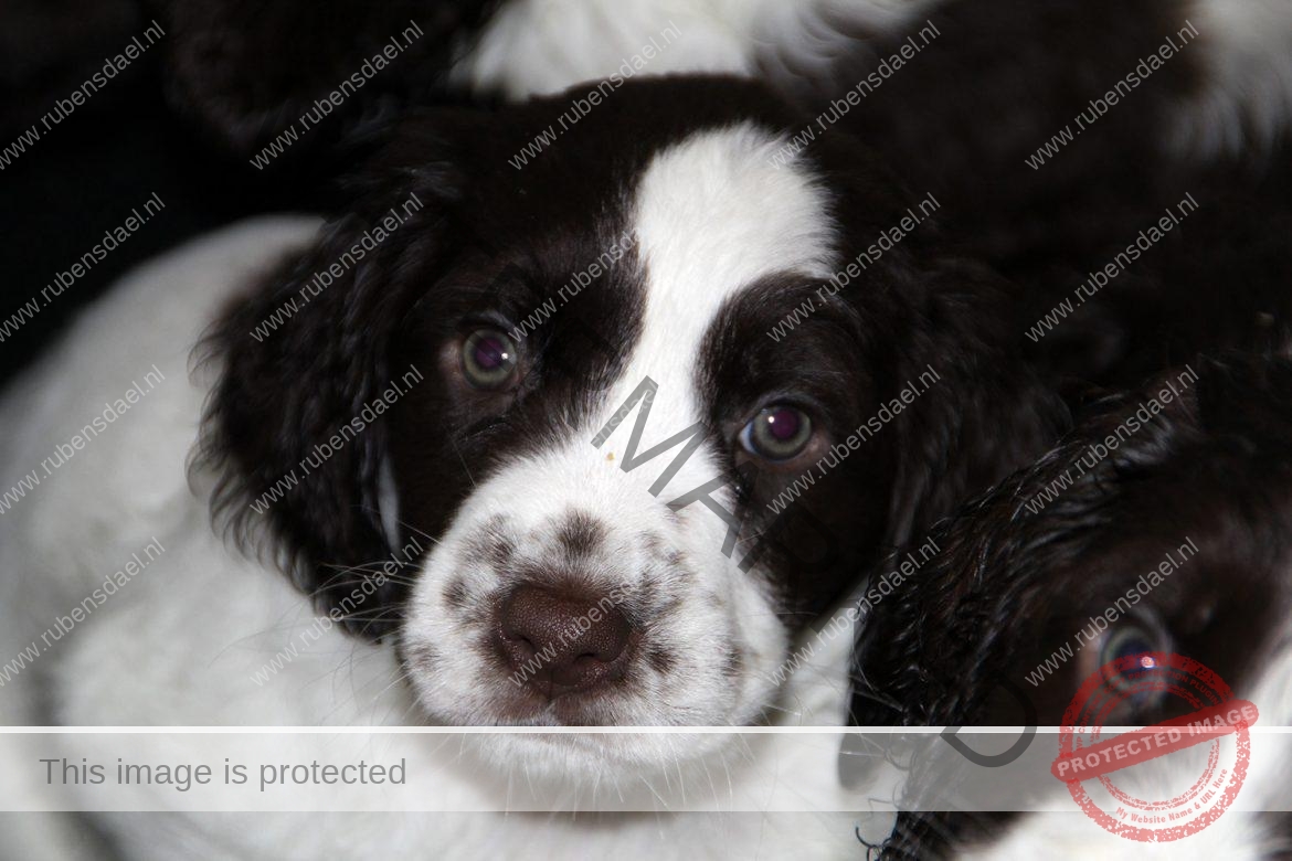 Veerle-pup01